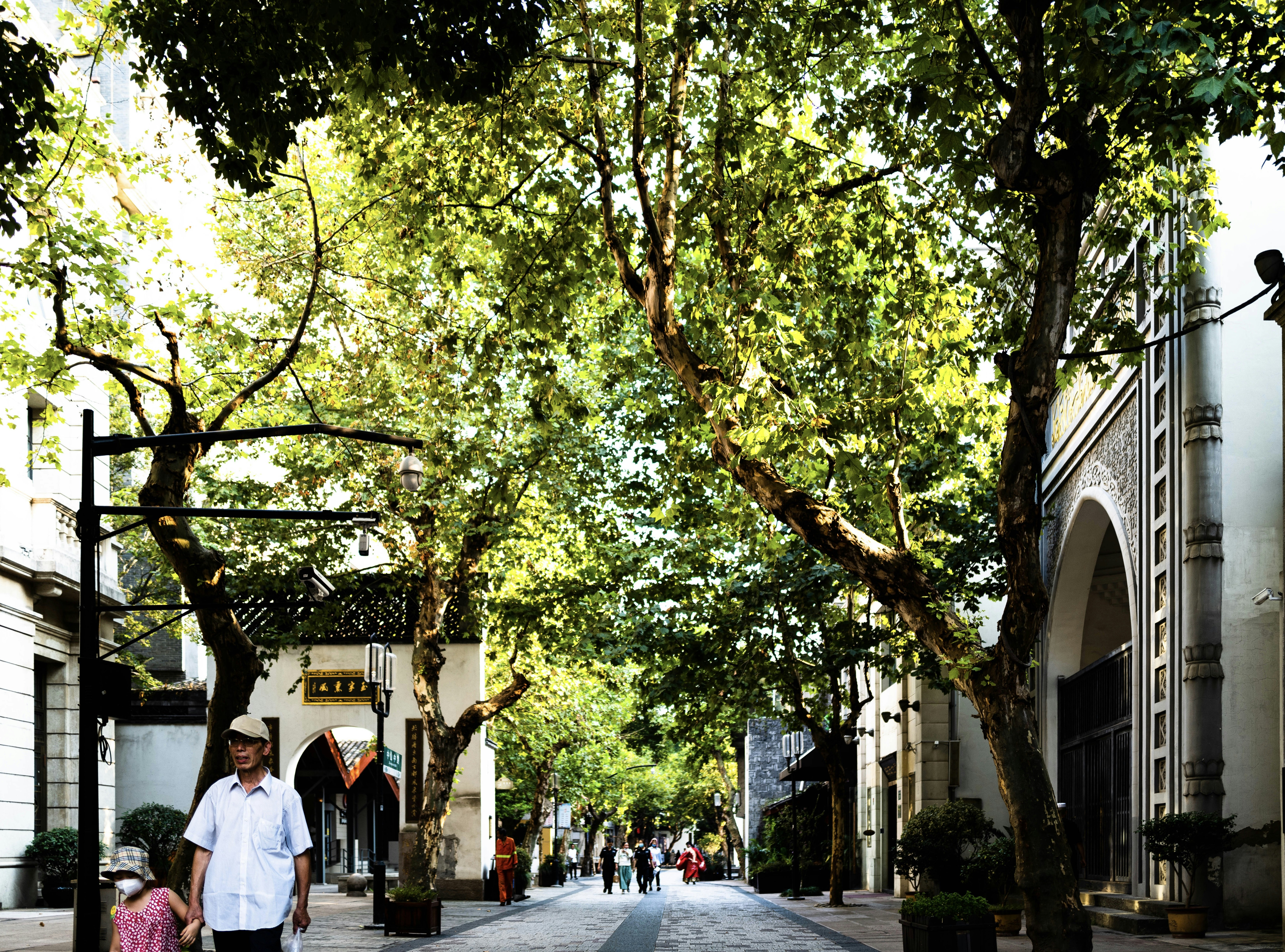 Tree-lined residential street in Charlottesville with historic brick homes